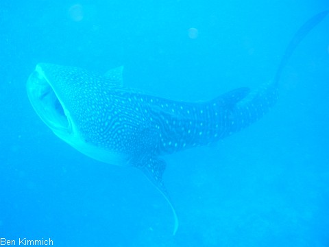 Rhincodon typus, Walhai