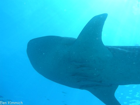 Rhincodon typus, Walhai