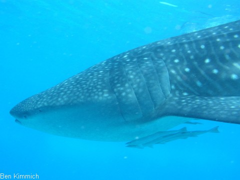Rhincodon typus, Walhai