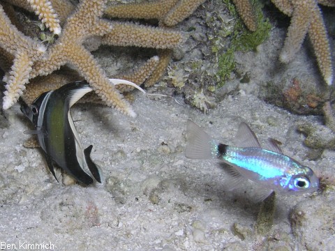 Zanclus cornutus, Halfterfisch