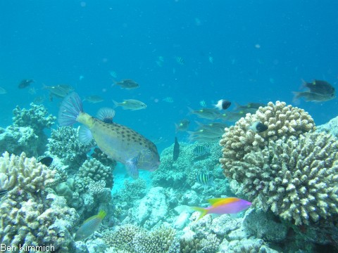 Ostracion cubicus, gew hnlicher Kofferfisch