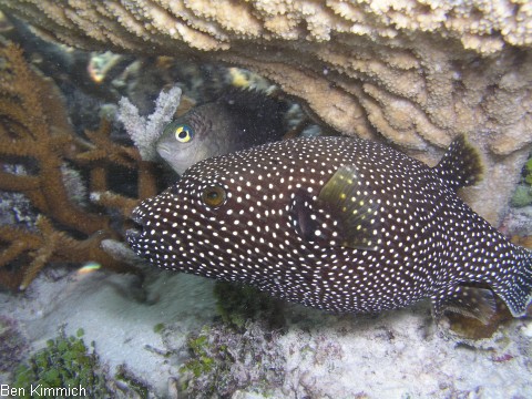 Arothron meleagris, Sternen-Kugelfisch