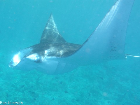 Manta birostris, Mantarochen