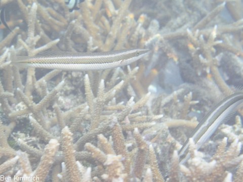 Cheilio inermis, Zigarrenlippfisch