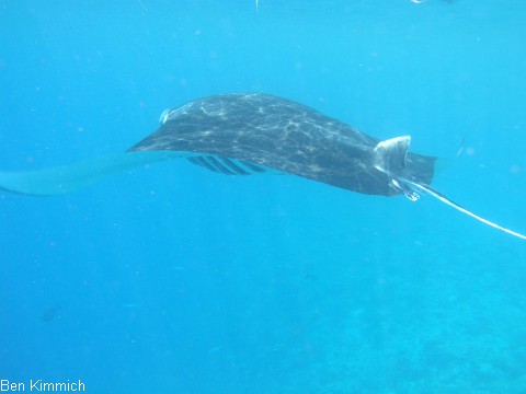 Manta birostris, Mantarochen