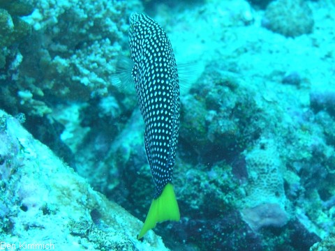Anampses meleagrides, Gelbschwanz-Perllippfisch