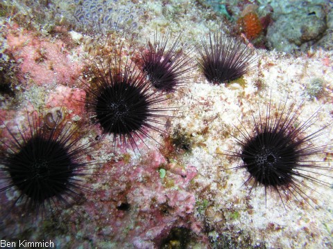 Echinostrephus aciculatus, Bohrseeigel