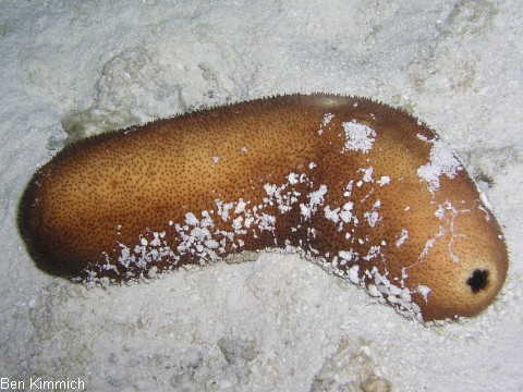 Seegurken