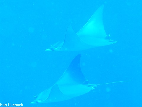 Mobula japanica, Kleiner Teufelsrochen