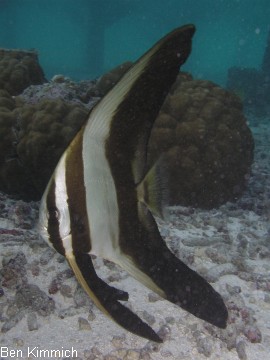 Platax, Fledermausfisch