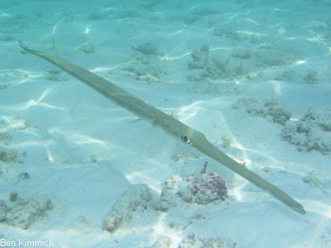 Fistularia commersonii, Weicher Fltenfisch