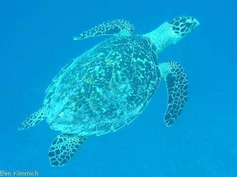 , Schildkrte