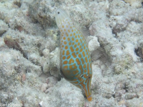 Oxymonacanthus longirostris, Orange-Feilenfisch