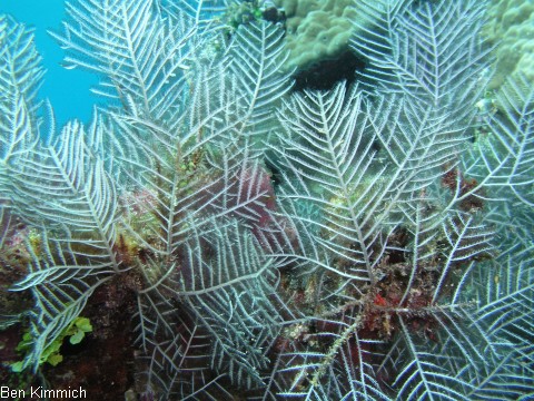 Aglaophenia sp., Algen-Hydroid