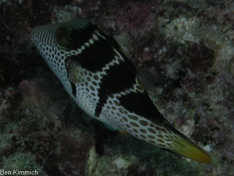 Canthigaster valentini, Sattel- Spitzkopfkugelfisch
