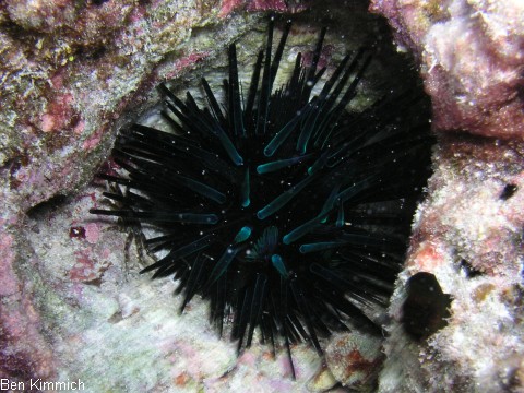 , Seeigel