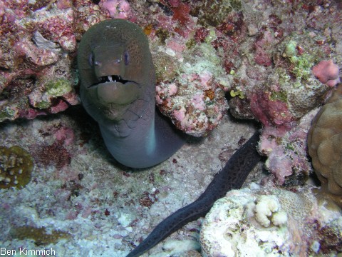 Gymnothorax javanicus, Riesenmurne