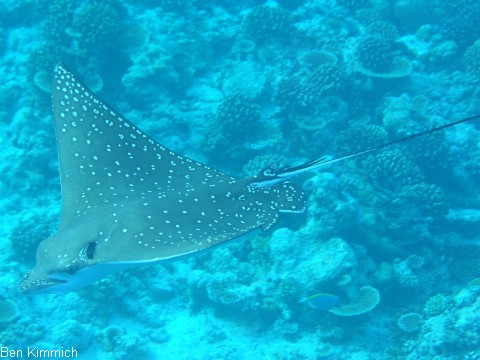 Aetobatus narinari, Adlerrochen