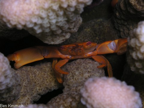 Trapezia cymodoce, Korallen Krabbe