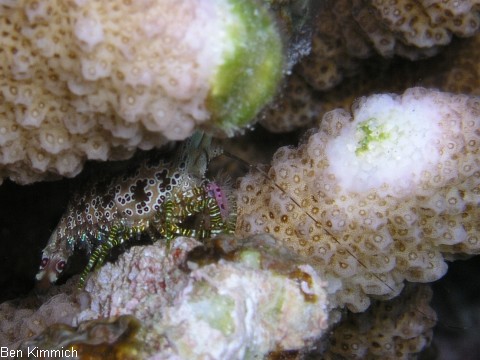 Saron marmoratus, Gemeine Marmorgarnele