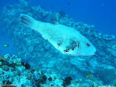 Arothron reticularis, Vernetzter-Kugelfisch