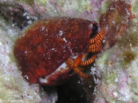 Ciliopagurus strigatus, Rot gestreifter Einsiedlerkrebs
