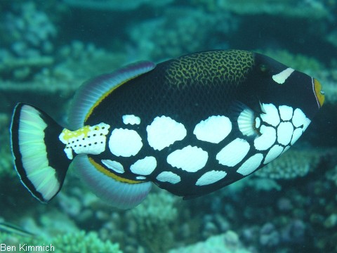 Balistoides conspicillum, Leopardendrcker