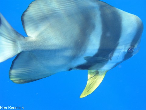 Platax, Fledermausfisch