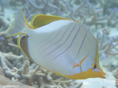 Chaetodon xanthocephalus, Gelbkopf-Falterfisch