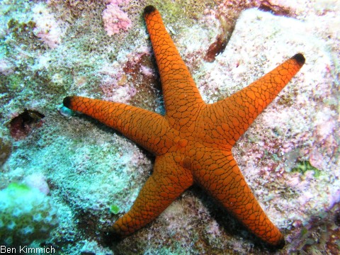 Fromia indica, Indischer Seestern