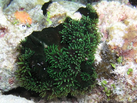 Tubastraea, Kelchkoralle