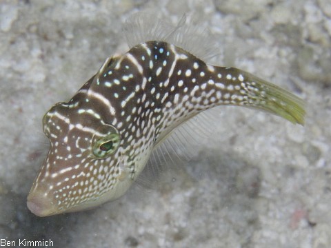 Paraluteres sp. - Feilenfisch