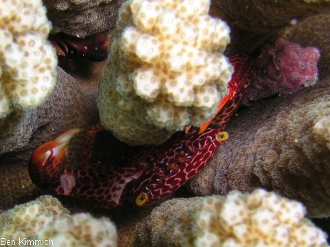 Trapezia rufopunctata - Trapez Krabbe
