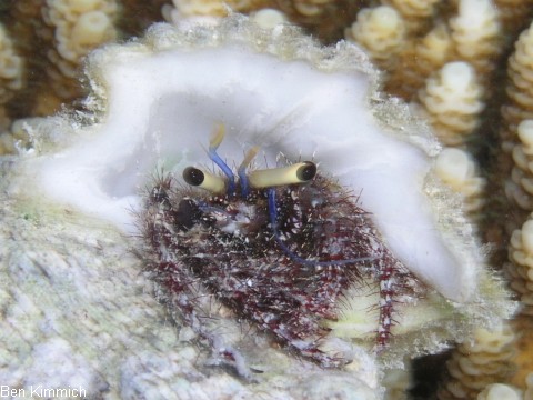 Dardanus cf. lagopodes, Einsiedlerkrebs