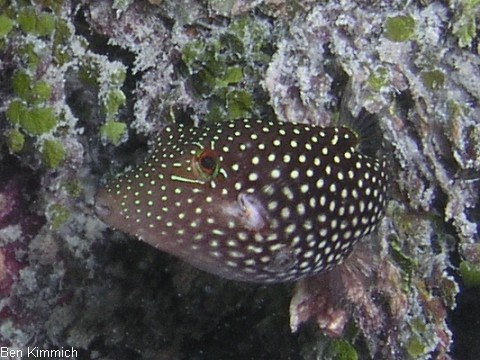 Canthigaster janthinoptera, Netz-Spitzkopf-Kugelfisch