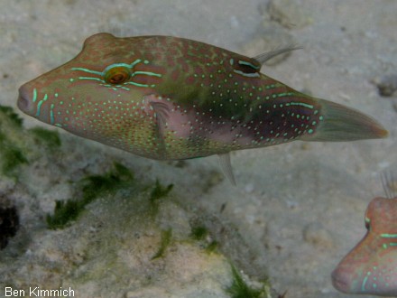 Canthigaster bennetti, Benetts Kugelfisch
