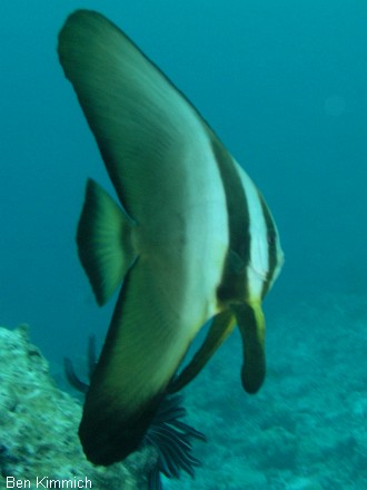 Platax, Fledermausfisch