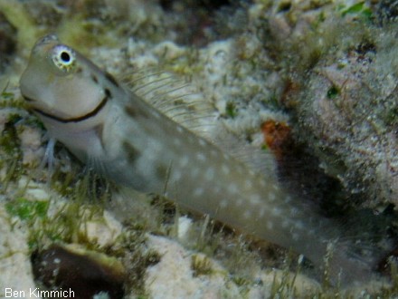 Ecsenius yaeyamaensis, Yaeyama Blenny