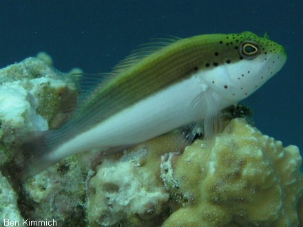 Paracirrhites forsteri, Forsters Korallenwchter