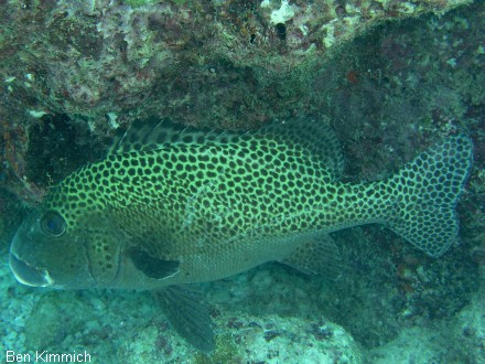 Plectorhinchus chaetodonoides, Harlekin-Slippe