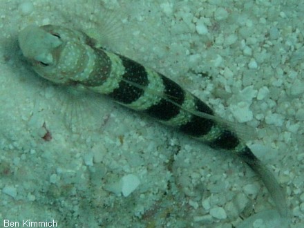 Amblyeleotris 