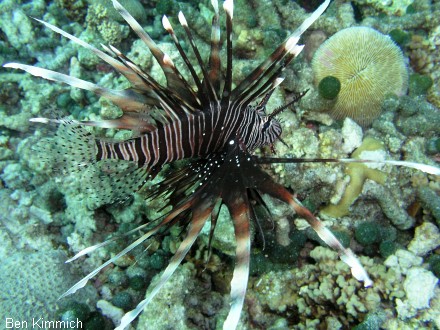 Pterois volitans, Rotfeuerfisch