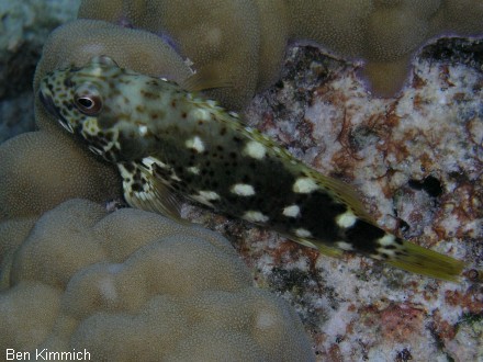 Cirrhitus pinnulatus, Korallenwchter