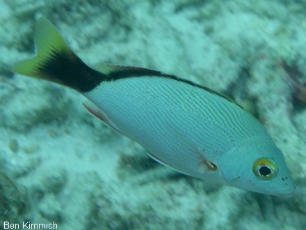 Lutjanus gibbus, Buckel-Schnapper