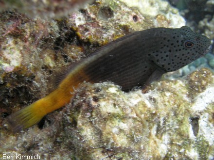 Paracirrhites forsteri, Forsters Korallenwchter