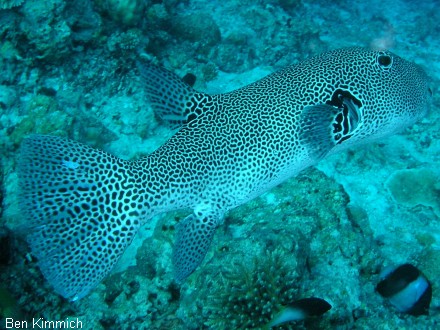Arothron stellatus, Riesenkugelfisch