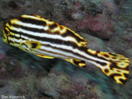 Plectorhinchus vittatus, Orient Ssslippe