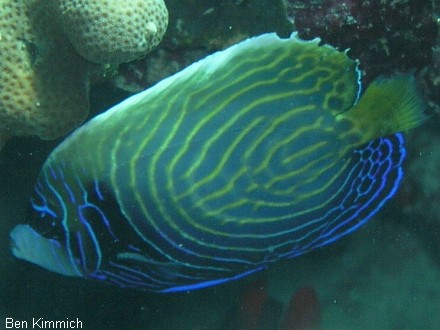 Pomacanthus imperator, Imperator Kaiserfisch