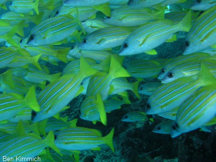 Lutjanus kasmira, Blausteifen-Schnapper