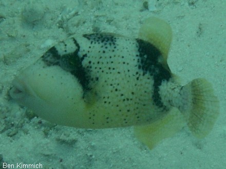 Pseudobalistes flavimarginatus, Drckerfisch